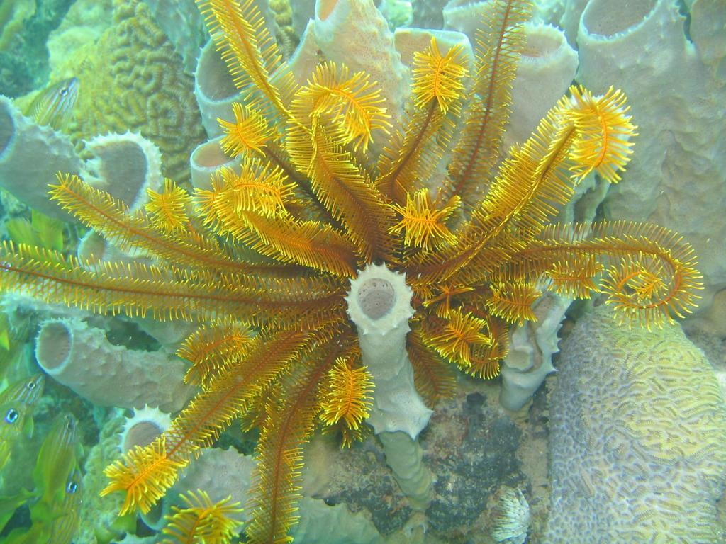 Sunset Bay Club & Seaside Dive Resort Salisbury Esterno foto