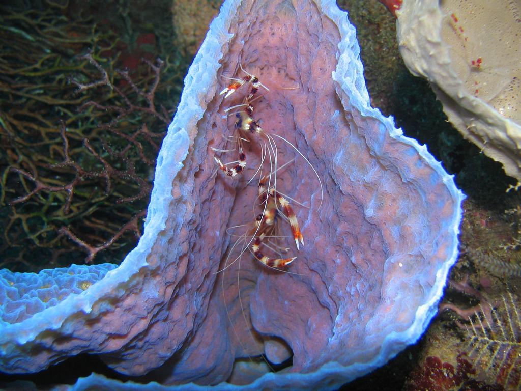 Sunset Bay Club & Seaside Dive Resort Salisbury Esterno foto